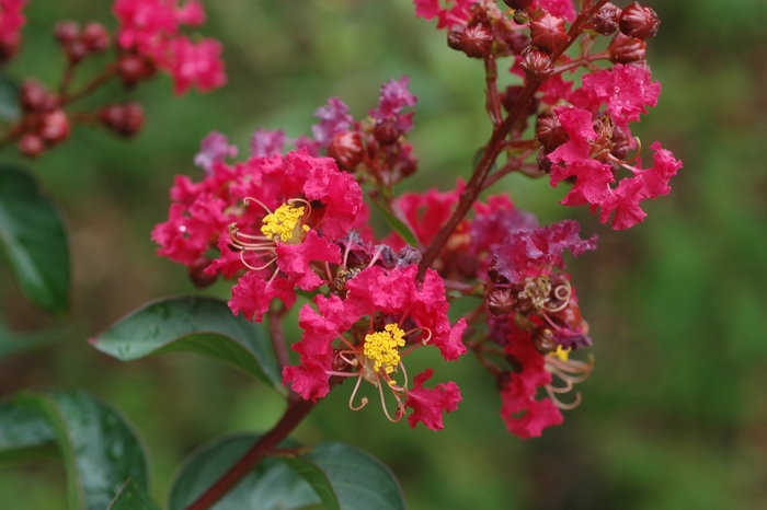 Dynamite Crapemyrtle - Lagerstroemia indica 'Dynamite' from Sloat Gardens