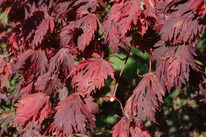 Full Moon Maple - Acer japonicum from Sloat Gardens