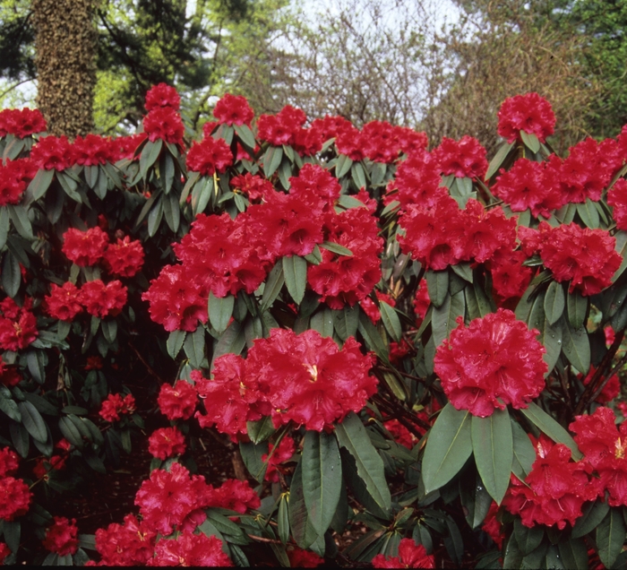 Taurus Rhododendron - Rhododendron hybrid 'Taurus' from Sloat Gardens