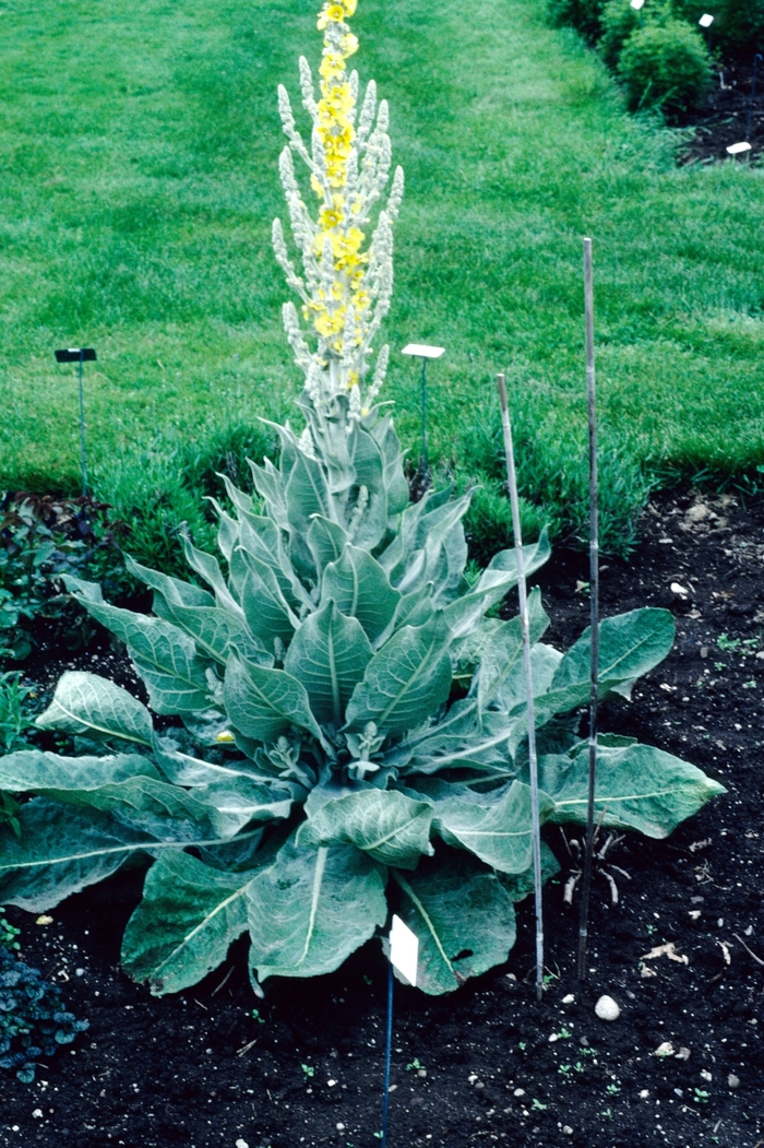 Giant Silver Mullein - Verbascum bombyciferum 'Arctic Summer' from Sloat Gardens