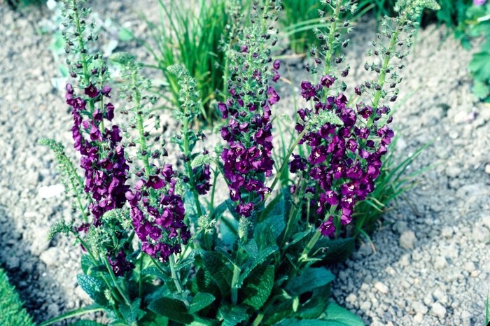 Purple Mullein - Verbascum phoeniceum from Sloat Gardens