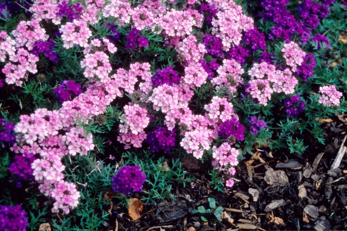Verbena - Verbena hybrid 'Tapien Blue' from Sloat Gardens