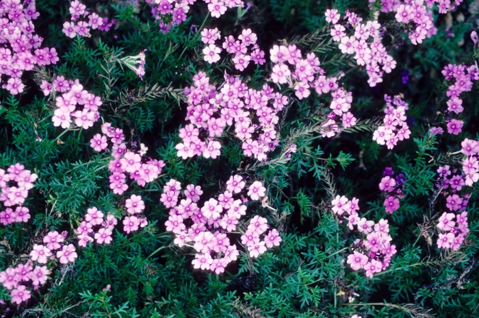 Verbena - Verbena hybrid 'Tapien Pink' from Sloat Gardens