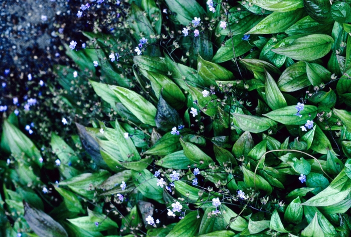 Creeping Forget Me Not - Omphalodes cappadocica from Sloat Gardens