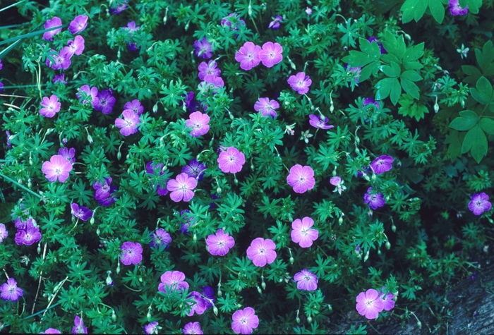  Cranesbill - Geranium sanguineum from Sloat Gardens