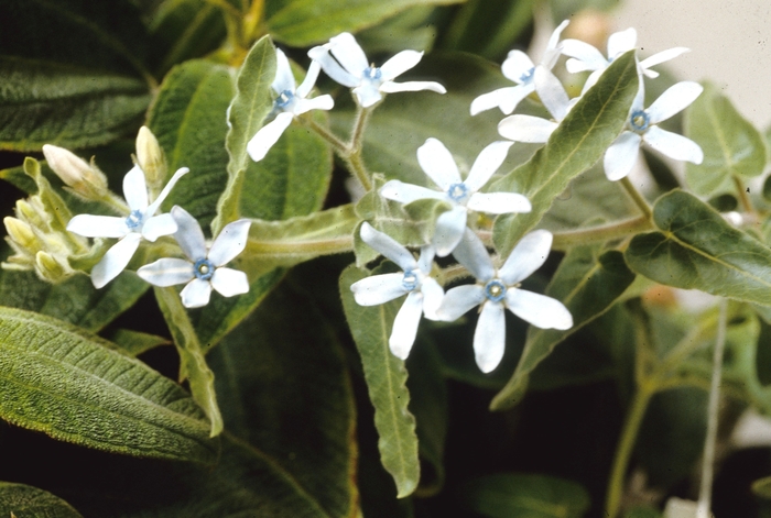 Tweedia - Tweedia caerulea from Sloat Gardens