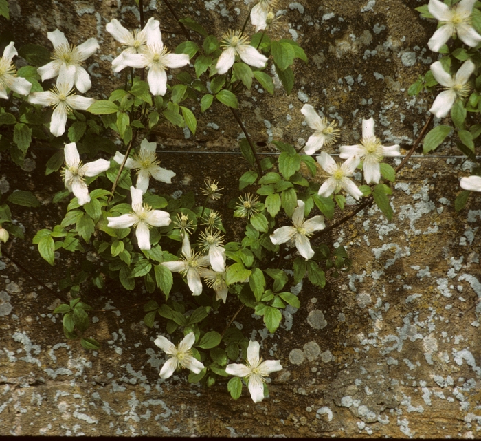 Anenome Clematis - Clematis montana 'Alba' from Sloat Gardens