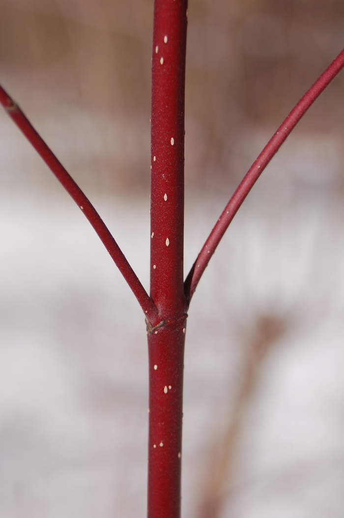 Redtwig Dogwood - Cornus sericea from Sloat Gardens