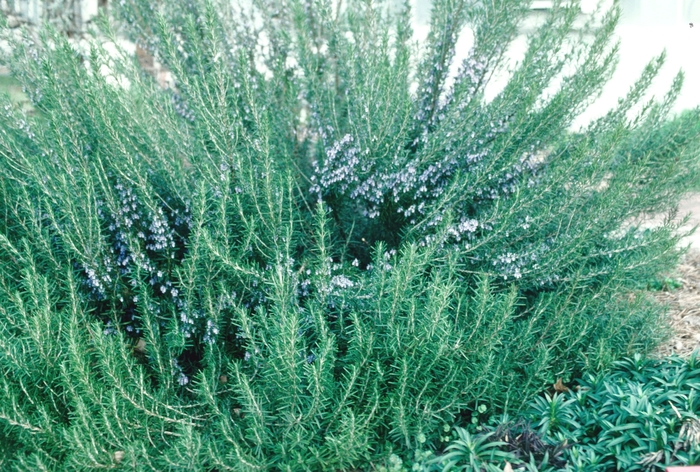Rosemary - Rosmarinus officinalis 'Athens Blue Spires' from Sloat Gardens