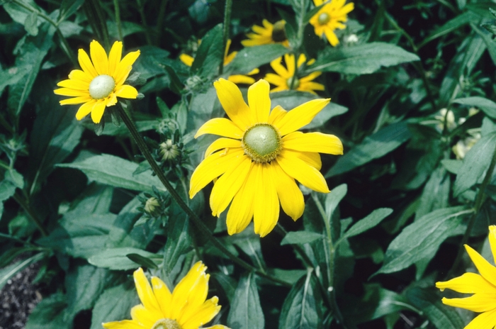 Black-eyed Susan - Rudbeckia hirta 'Irish Eyes' from Sloat Gardens