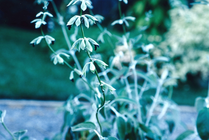 Andean Silver Leaf Sage - Salvia discolor from Sloat Gardens