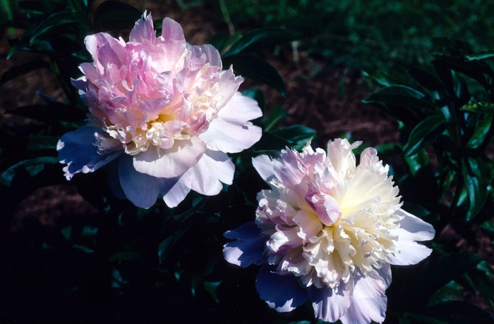 Hybrid Peony - Paeonia hybrid 'Raspberry Sundae' from Sloat Gardens