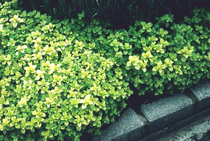 Golden Oregano - Origanum vulgare 'Aureum' from Sloat Gardens