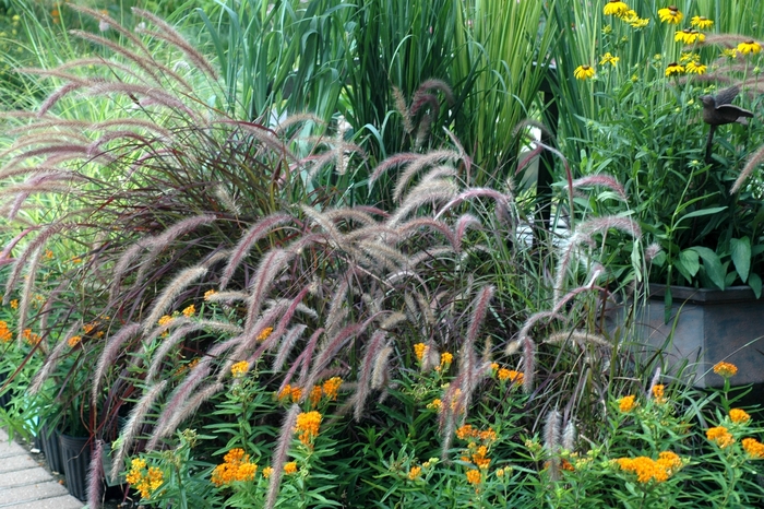 Fountain Grass - Pennisetum setaceum 'Burgundy Giant' from Sloat Gardens