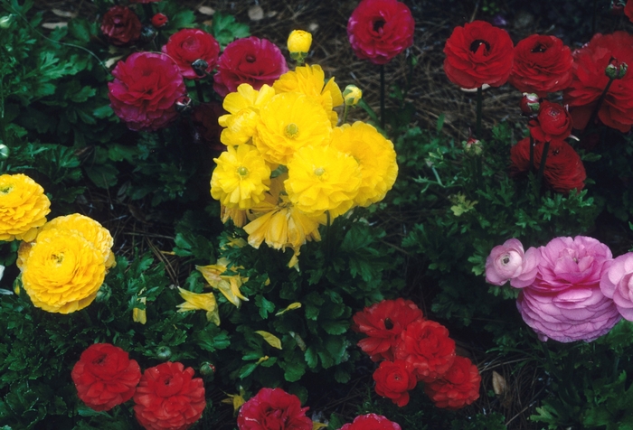 Asian Buttercup - Ranunculus asiaticus from Sloat Gardens