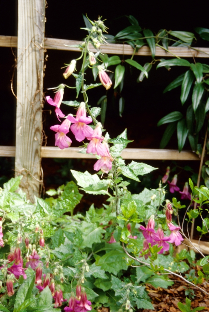 Chinese Foxglove - Rehmannia elata from Sloat Gardens