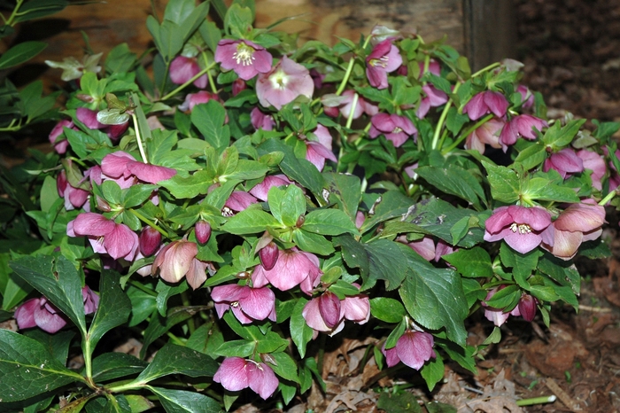 Lenten Rose - Helleborus orientalis 'Royal Heritage' from Sloat Gardens