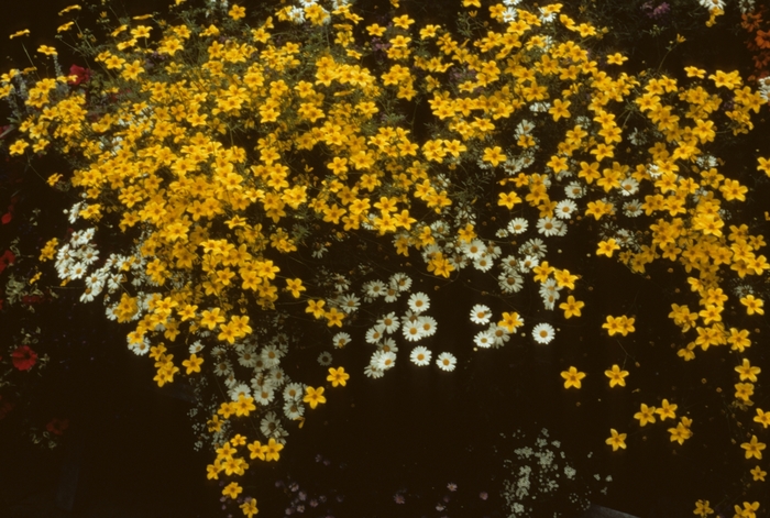 Apache Beggarsticks - Bidens ferulifolia 'Gold Marie' from Sloat Gardens