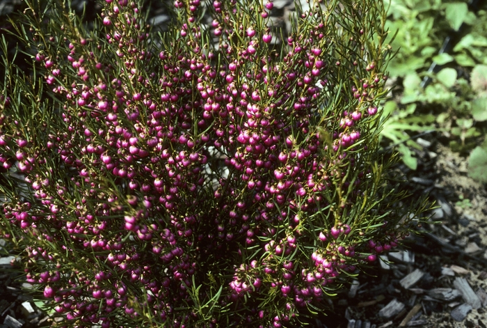  Australian Rock Rose - Boronia heterophylla from Sloat Gardens