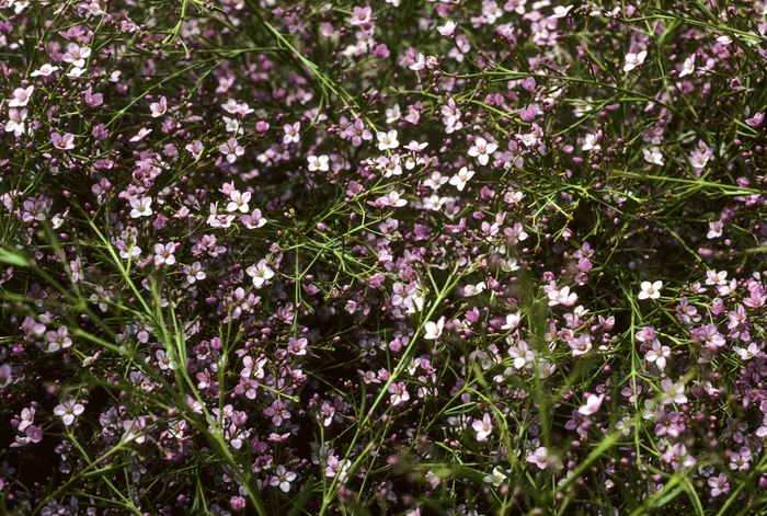 Mauve Boronia - Boronia denticulata from Sloat Gardens