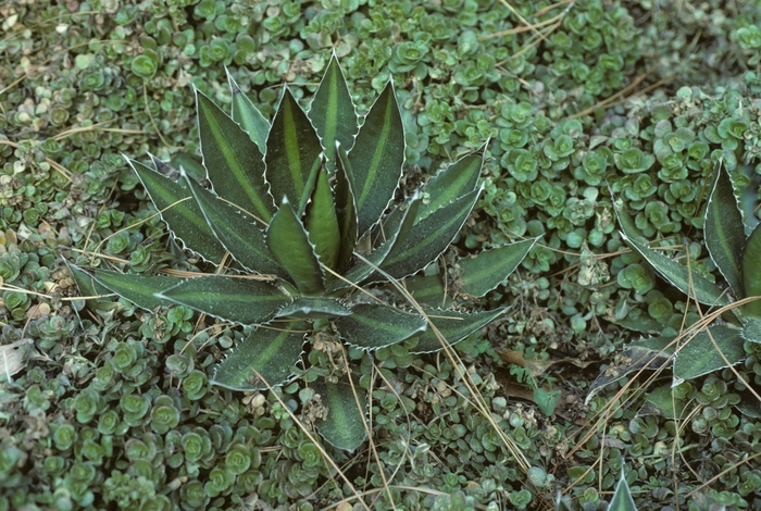 Maguey mezortillo - Agave lophantha from Sloat Gardens