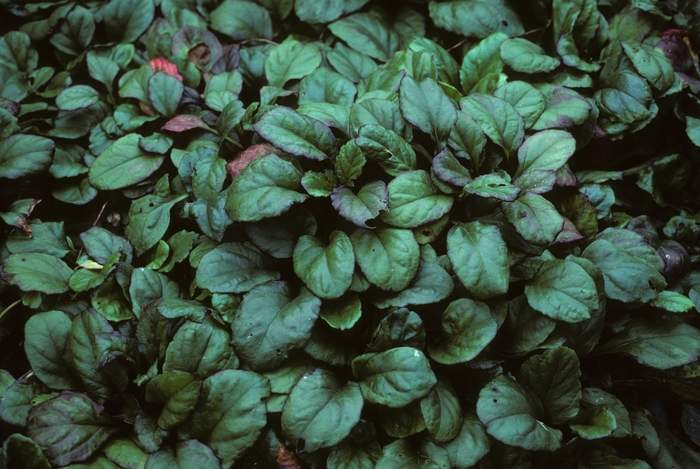 Common Bugle Weed - Ajuga reptans 'Jungle Beauty' from Sloat Gardens
