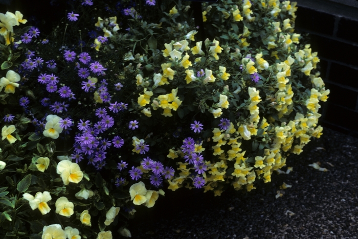 Swan River Daisy - Brachyscome iberidifolia 'Toucan Tango' from Sloat Gardens