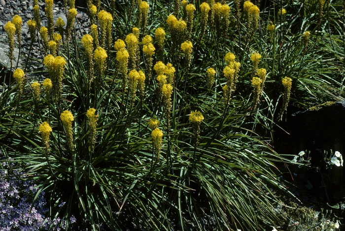 Bulbinella - Bulbinella robusta from Sloat Gardens