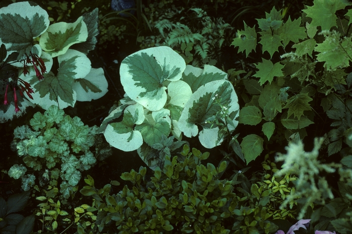 Brunnera-Heartleaf - Brunnera macrophylla 'Variegata' from Sloat Gardens