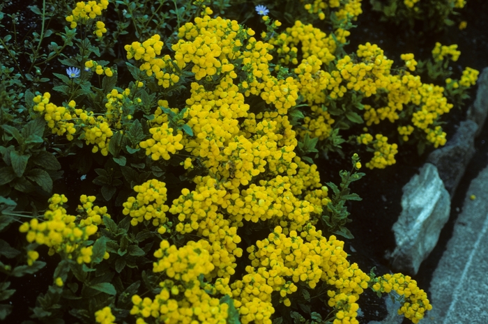 Pocketbook Plant - Calceolaria biflora from Sloat Gardens