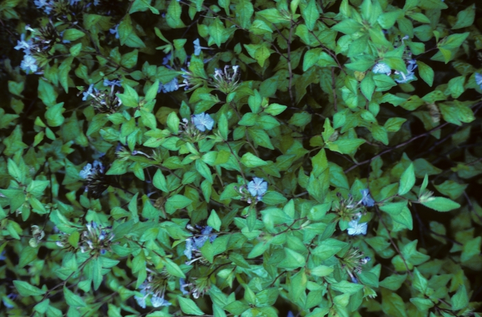 Chinese Leadwort - Ceratostigma willmottianum from Sloat Gardens