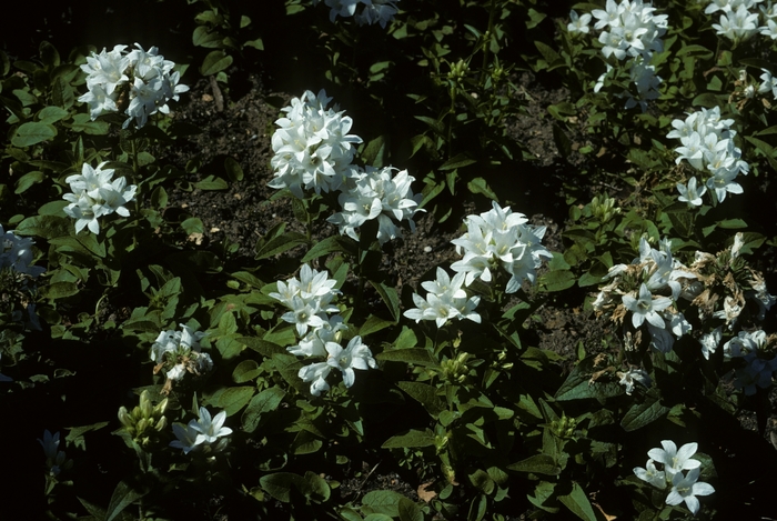 Bellflower - Campanula glomerata 'Snowball' from Sloat Gardens Bellflower - Campanula glomerata 'Snowball' from Sloat Gardens