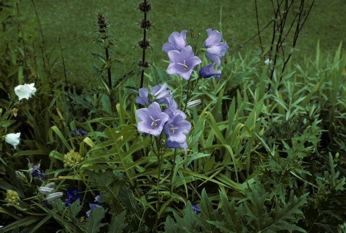 Peach-leaf Bellflower - Campanula persicifolia 'Telham Beauty' from Sloat Gardens