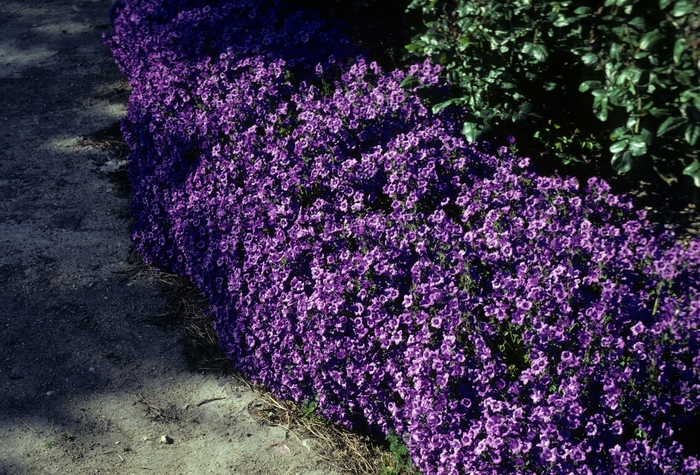 Bellflower - Campanula portenschlagiana from Sloat Gardens
