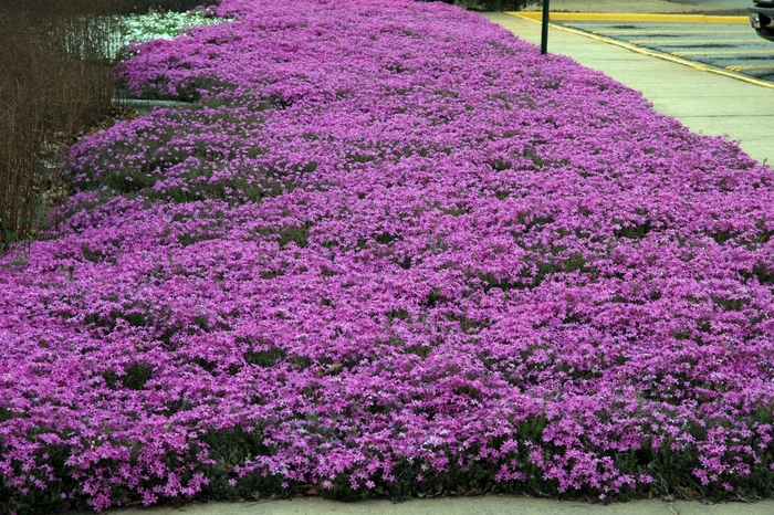 Moss phlox - Phlox subulata from Sloat Gardens