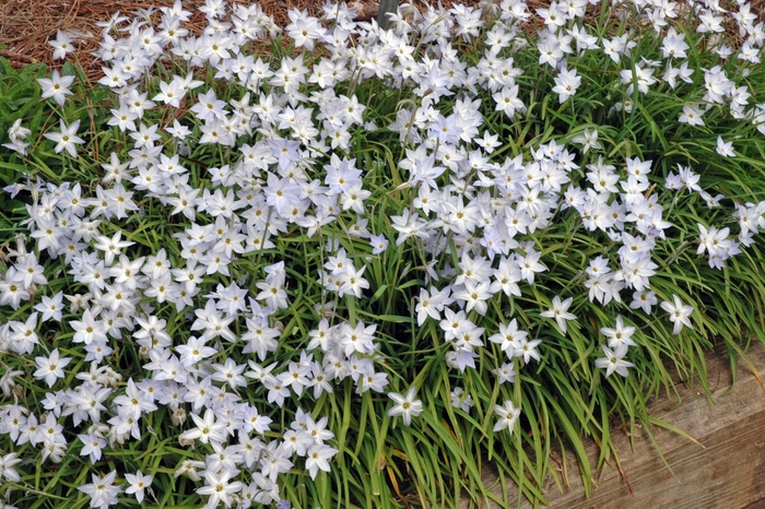 Blue Star - Ipheion uniflorum from Sloat Gardens