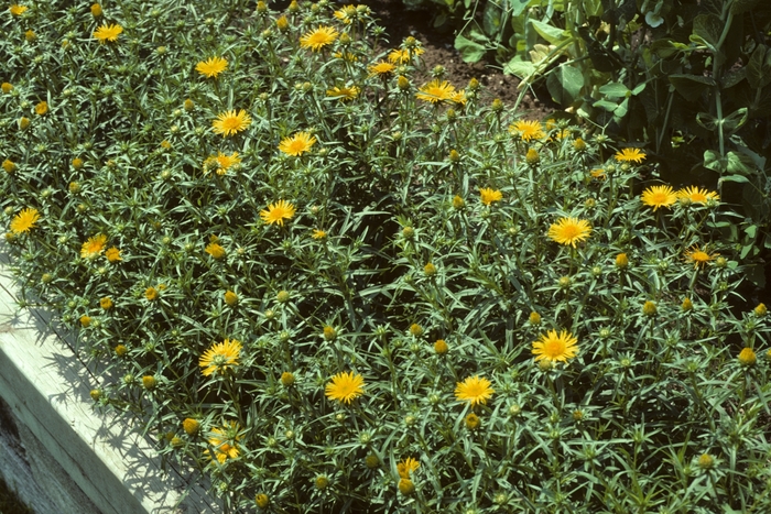 Gold Coin Aster - Asteriscus maritimus 'Gold Coin' from Sloat Gardens
