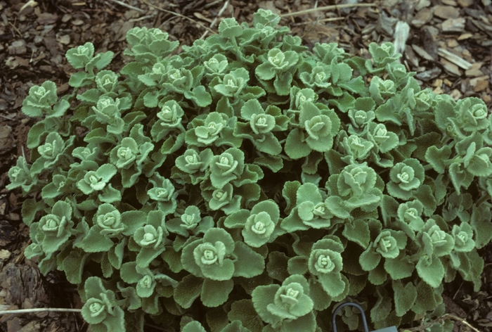 Horehound - Ballota pseudodictamnus from Sloat Gardens