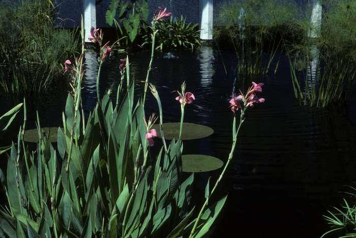 Canna Lily - Canna x generalis 'Erebus' from Sloat Gardens