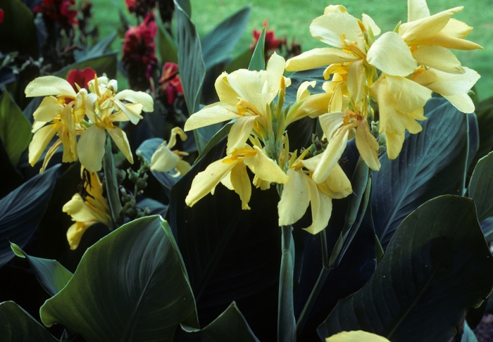 Canna Lily - Canna x generalis 'Richard Wallace' from Sloat Gardens