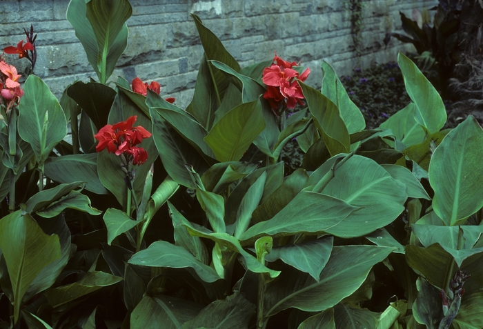 Canna Lily - Canna 'The President' from Sloat Gardens