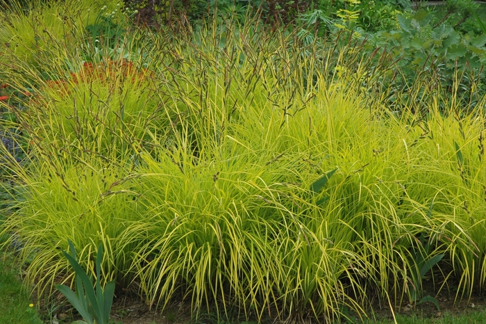 Golden Variegated Sedge - Carex elata 'Bowle's Golden' from Sloat Gardens