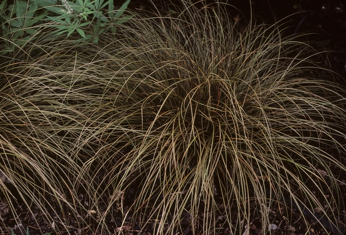 Weeping Brown Sedge - Carex flagillifera from Sloat Gardens