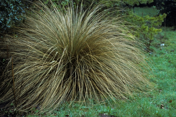 Orange Sedge - Carex testacea from Sloat Gardens