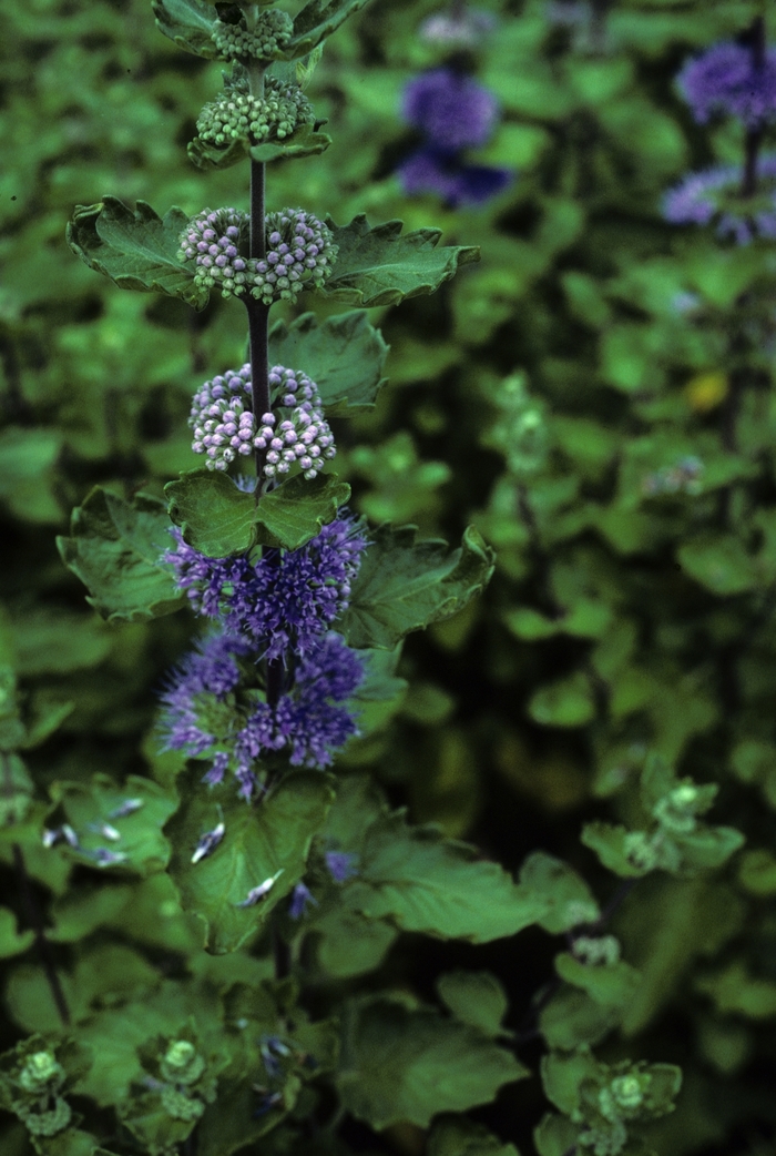 Blue Mist - Caryopteris incana from Sloat Gardens