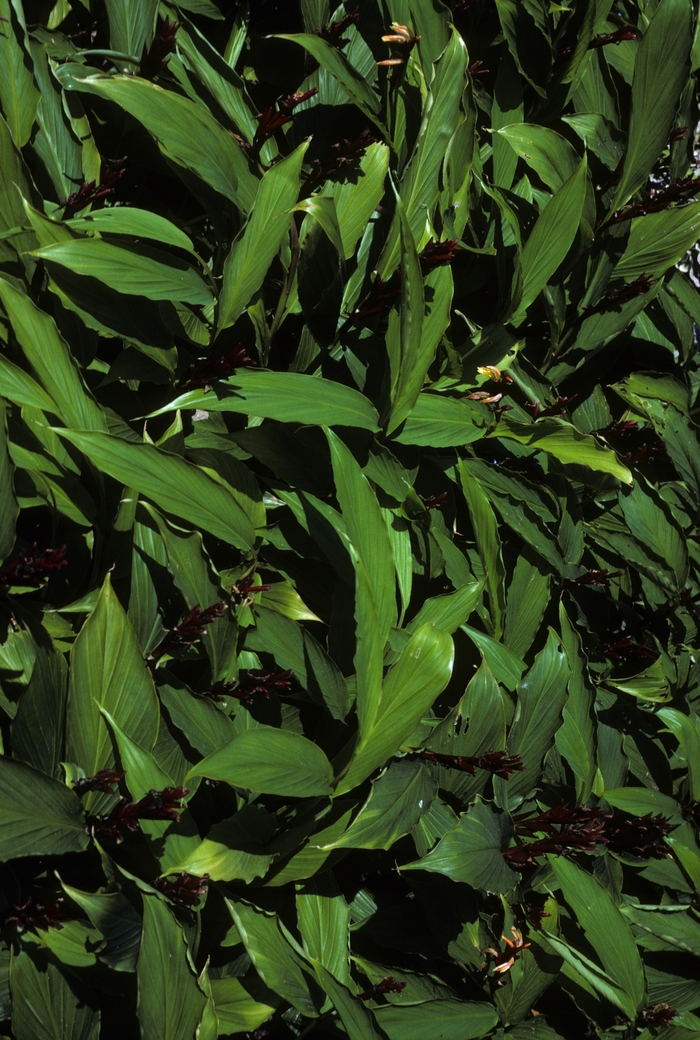 Himalayan Ginger - Cautleya spicata from Sloat Gardens