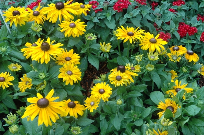 Black-eyed Susan - Rudbeckia hirta 'Corona' from Sloat Gardens