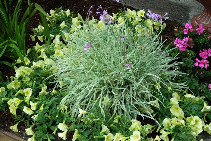 Society Garlic - Tulbaghia violacea 'Variegata' from Sloat Gardens