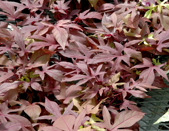 Ornamental Sweet Potato - Ipomoea batatas 'Sweet Carolina Bronze' from Sloat Gardens