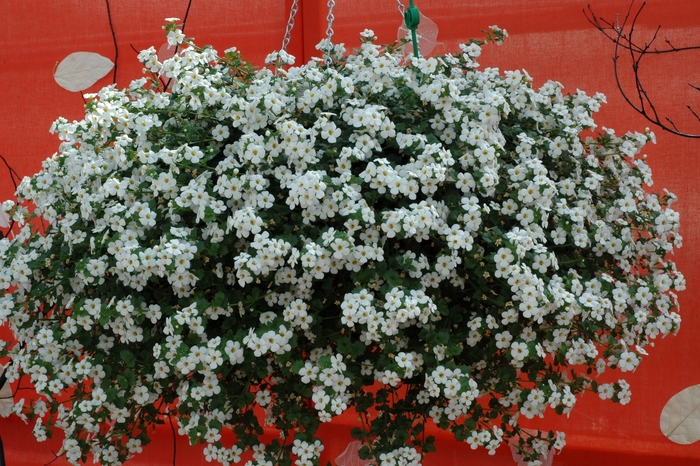  Bacopa - Sutera hybrid 'Abunda Colossal White' from Sloat Gardens